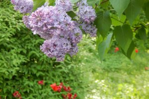 Du lịch Nga tháng 5 chiêm ngưỡng loài hoa Tử Đinh Hương tuyệt đẹp